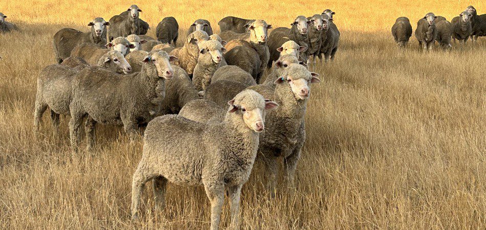 Bringing Wool into Focus
