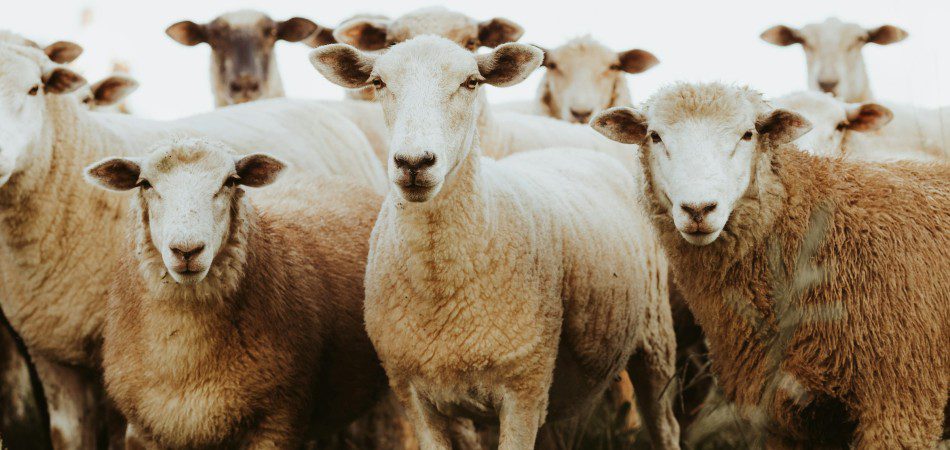 Wool Growers Connect